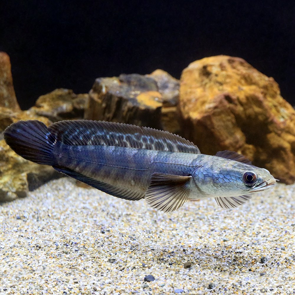 （熱帯魚）チャンナ・マルリオイデス　バリト産（１匹）　北海道・九州航空便要保温　ＣＲＣ13―32―20―00―00