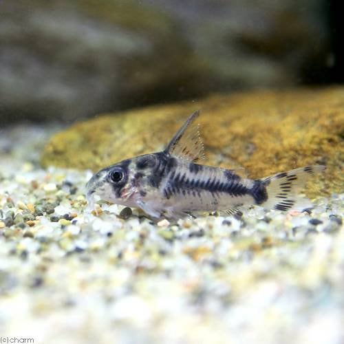 (熱帯魚)コリドラス・ボエセマニー(ブリード)(1匹) 北海道・九州航空便要保温 CRC13―36―40―00―00