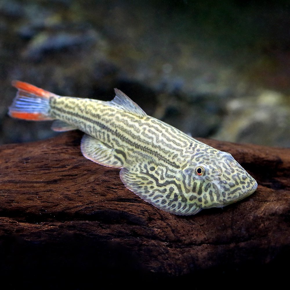 （熱帯魚）インペリアルレッドヒルストリームローチ（１匹）　北海道・九州航空便要保温　ＣＲＣ13―26―10―00―00