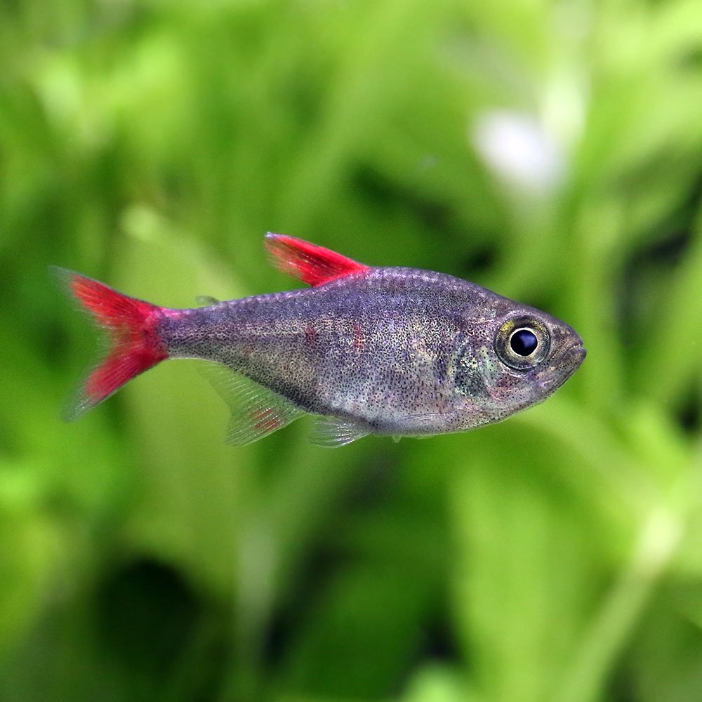 （熱帯魚）ハイフェソブリコン・エイリョス（ワイルド）（１匹）　北海道航空便要保温　ＣＲＣ13―20―10―15―00