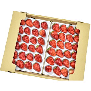 いちご 紅ほっぺ Lサイズ 48粒 約600g 河南いちご 冷蔵 大阪 国産 特産品 苺 イチゴ 果物 お取り寄せ グルメ フルーツ