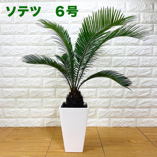 ソテツ 蘇鉄 6号スクエア鉢 庭木 記念樹 シンボルツリー 観葉植物 地植え 敬老の日 鉢植え 南国 苗 プレゼントギフト 記念日　ドライガーデン
