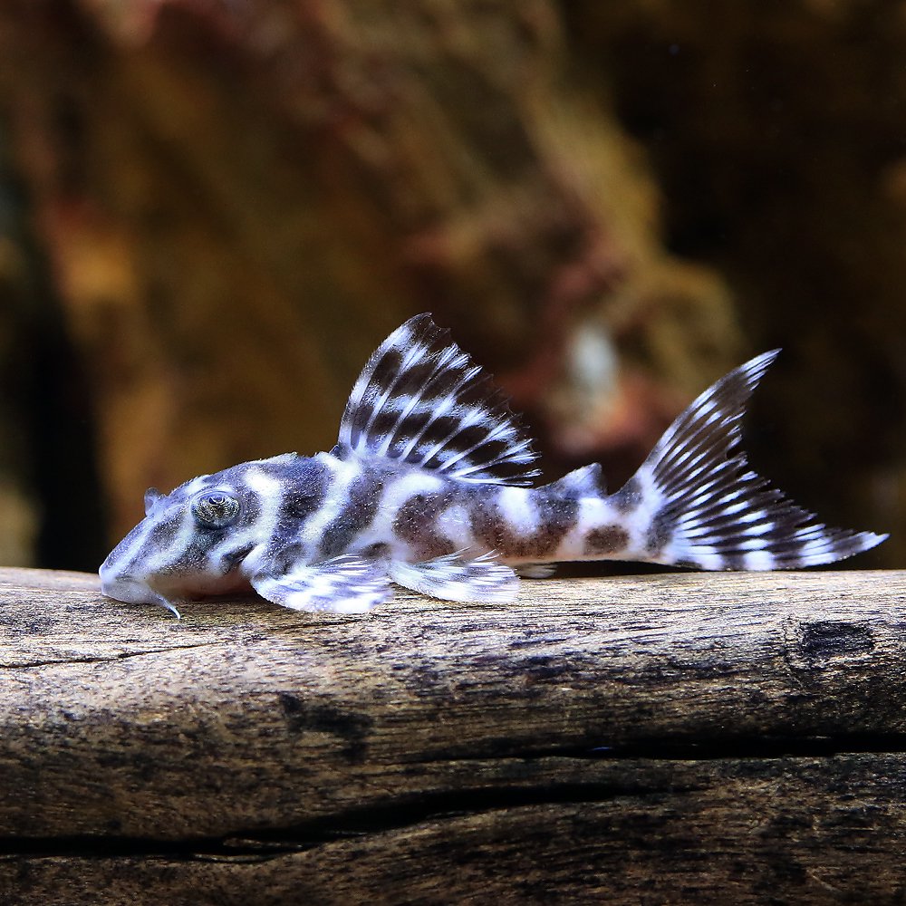 （熱帯魚）ニューメガクラウン・ペコルティア　Ｌ－２３６（国産ブリード）（１匹）　北海道・九州航空便要保温　ＣＲＣ13―44―20―00―00