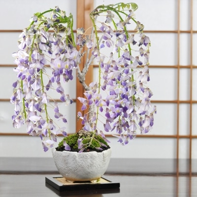 盆栽 藤 中サイズ 万古焼白5号丸形 藤盆栽 鉢植え 花盆栽 ギフト 贈り物 おしゃれ モダン インテリア 一才藤 鉢花 7,208円