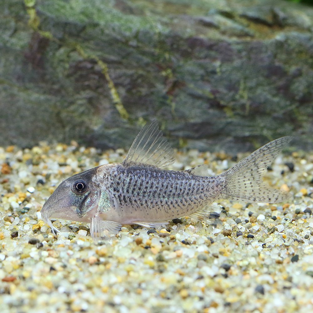 （熱帯魚）コリドラス・ルイーザ（ブリード）（１匹）　北海道航空便要保温　ＣＲＣ13―36―60―00―00