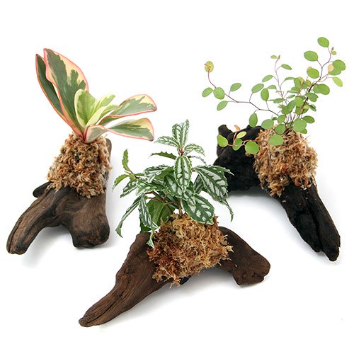 （観葉植物）テラリウム向け　ミニ観葉付流木　Ｓサイズ（約１５ｃｍ）（５本）　ＣＲＣ15―23―10―99―00