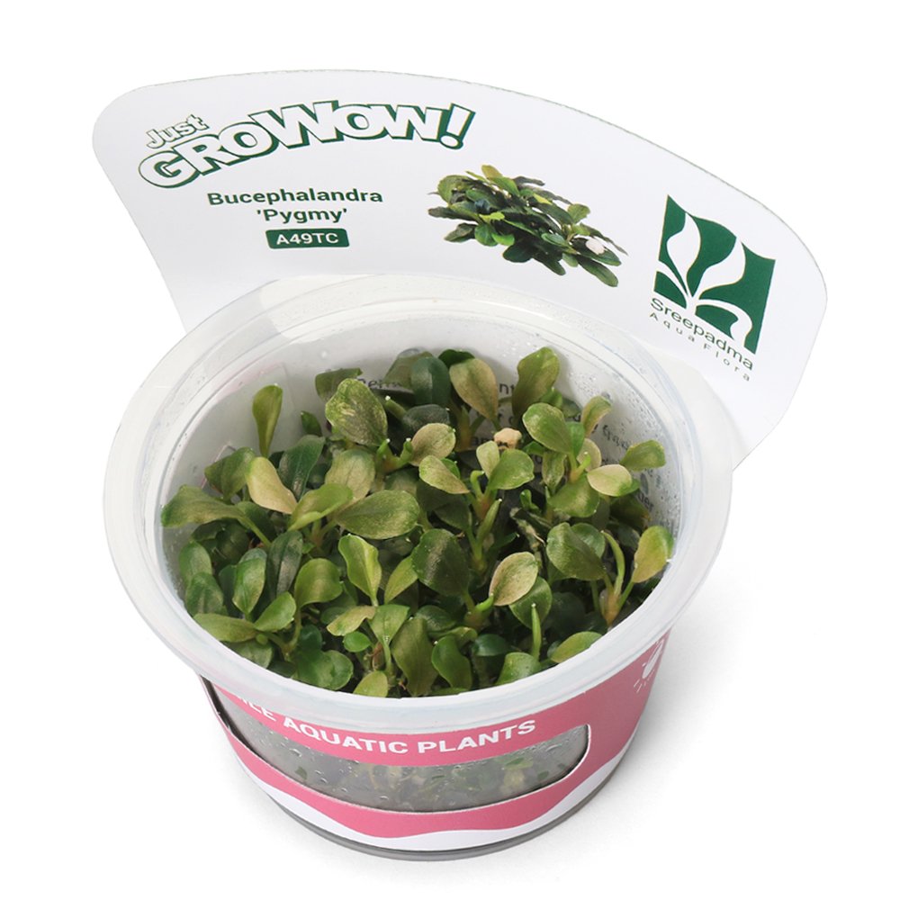 （水草）組織培養ＧＲＯＷＯＷ！　ブセファランドラｓｐ．ピグミー（無農薬）（１カップ）　ＣＲＣ12―50―40―00―00