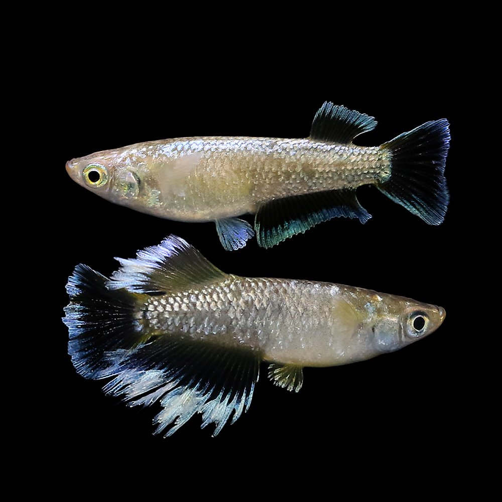 （めだか）フェザーライトキッシングワイドフィンメダカ　上物　チャームXメダカ屋サバンナ共同作出（１ペア）　ＣＲＣ60―20―22―80―00