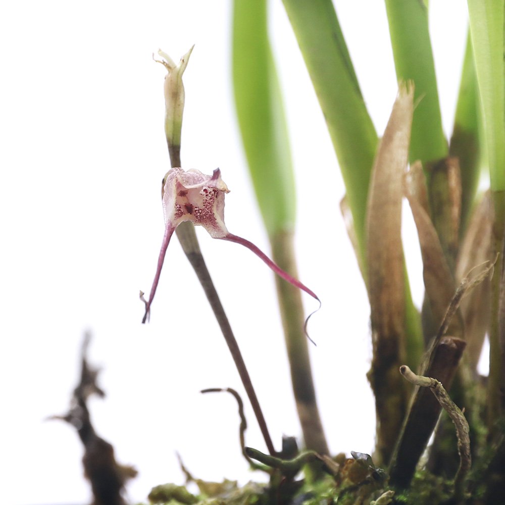 （観葉植物）洋ラン　モンキーオーキッド　ドラクラ　オルモシー　２．５ー３号（１ポット）　ＣＲＣ15―63―45―00―00