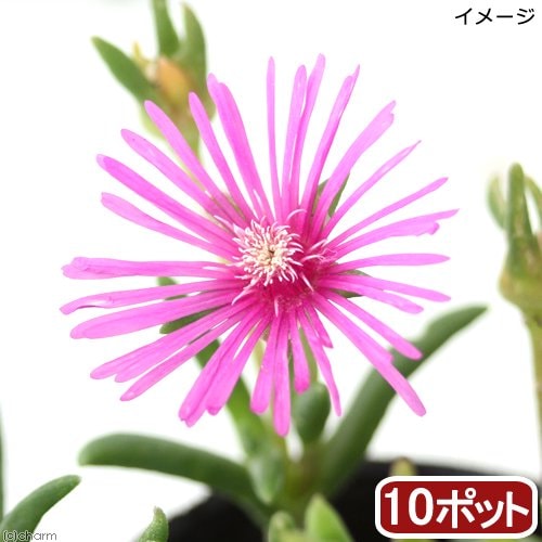 （観葉植物）耐寒性マツバギク　３号（１０ポットセット）（休眠状態）　ＣＲＣ15―55―30―00―00