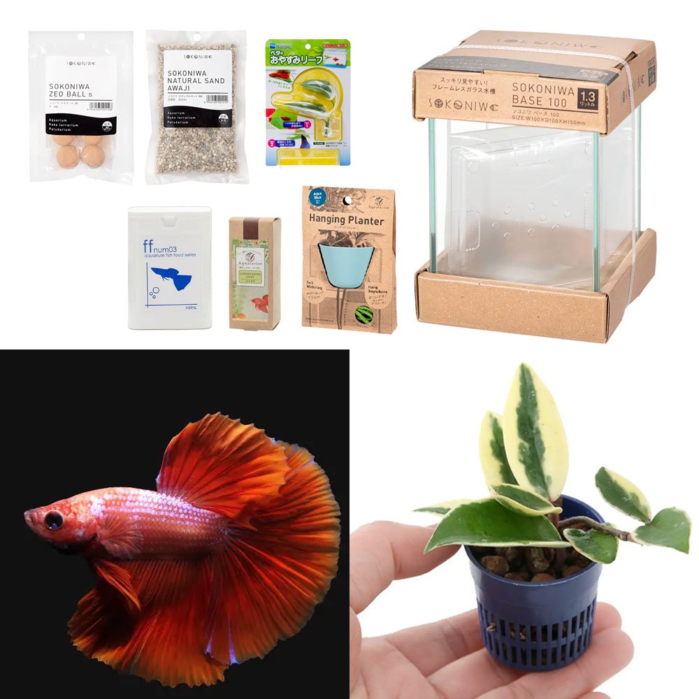 （熱帯魚）（観葉植物）水作　Ａｑｕａｔｅｒｉｏｒ　ミニ寄せ植え・ベタの水景づくりセット（ブルー）　本州・四国限定　アクアリウム　ハイドロプランツ　ＣＲＣ10―11―03―10―30