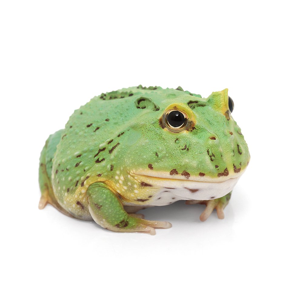 （両生類）クランウェルツノガエル　ペパーミント　Мサイズ（１匹）　ＣＲＣ17―05―35―30―00 6,557円