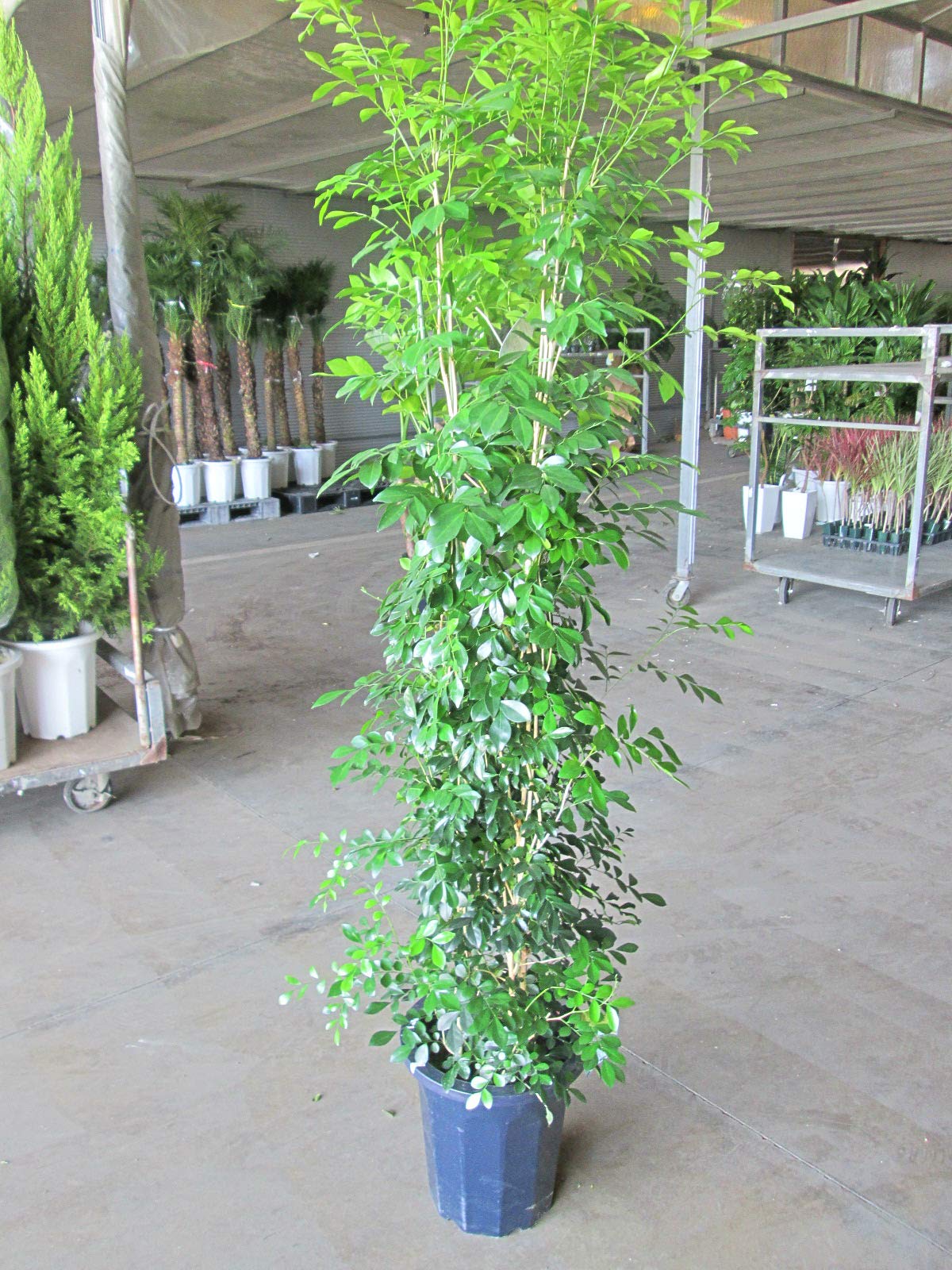 シルクジャスミン 10号