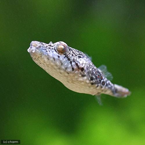 （熱帯魚）テトラオドン・スバッティ　Ｓサイズ（１匹）　北海道・九州航空便要保温　ＣＲＣ13―51―00―00―00