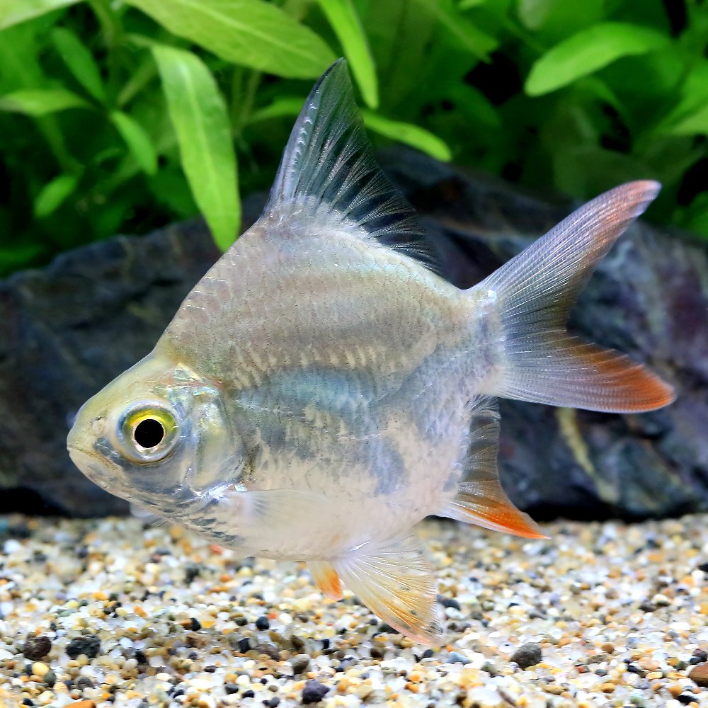 （熱帯魚）ショートボディレッドフィン・バルブ（１匹）　北海道・九州航空便要保温　ＣＲＣ13―24―37―00―00