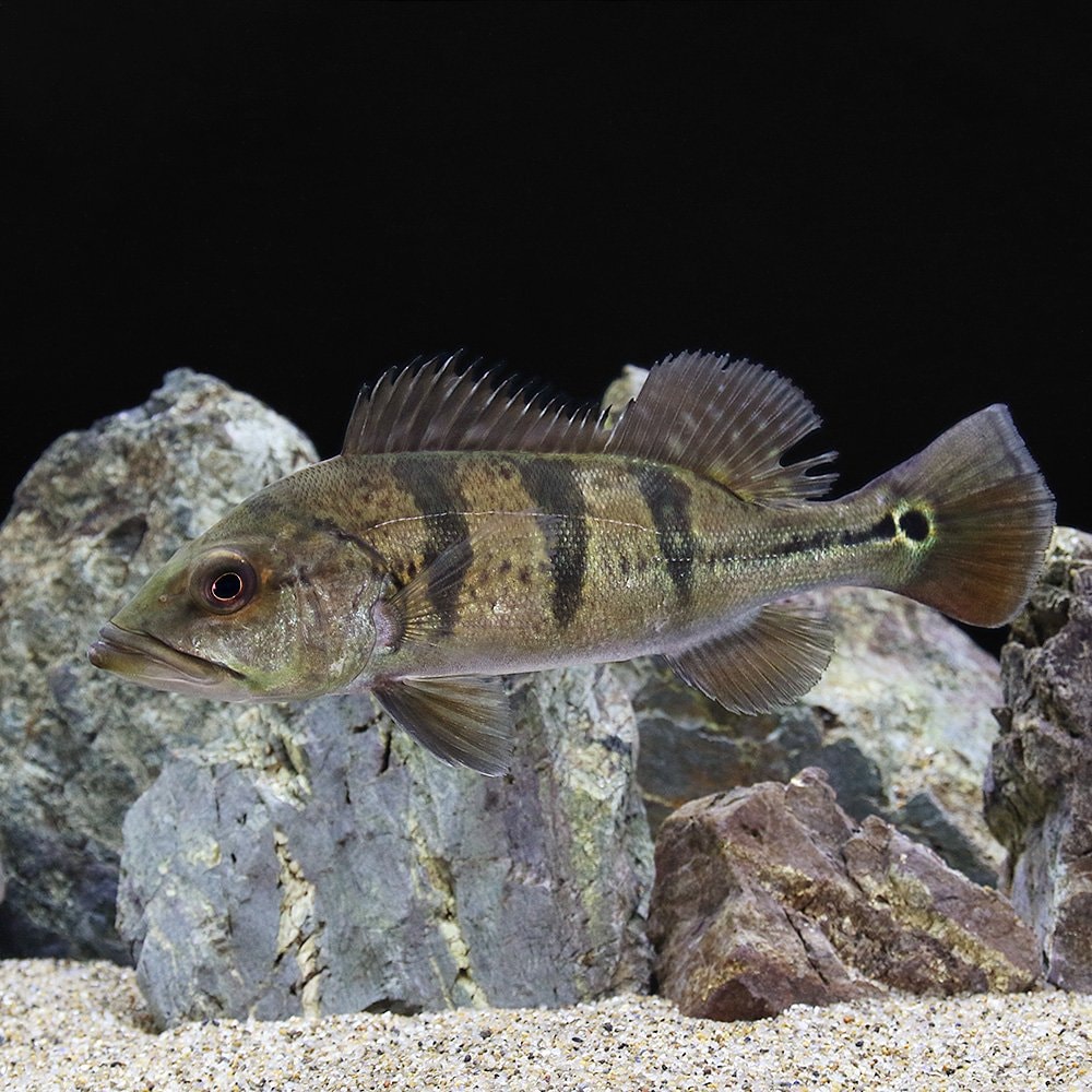 （熱帯魚）キクラ・ケルベリー　Ｍサイズ（約１１ー２０ｃｍ）（ブリード）（１匹）　北海道・九州航空便要保温　ＣＲＣ13―28―22―20―00