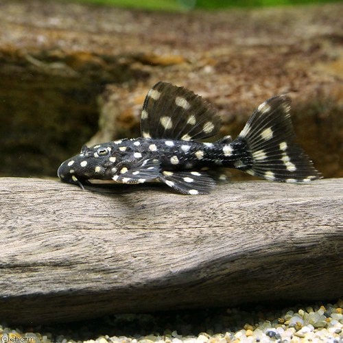（熱帯魚）ムスタング・トリム　Ｓサイズ（ワイルド）（１匹）　北海道航空便要保温　ＣＲＣ13―44―50―00―00