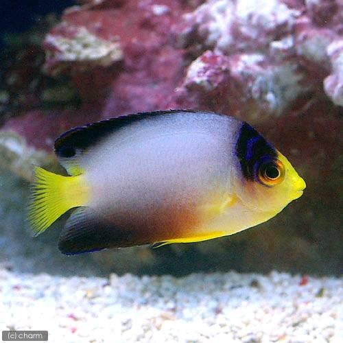（海水魚）ヤッコ　マルチカラーエンゼル（１匹）　北海道・九州航空便要保温　ＣＲＣ26―30―05―10―00