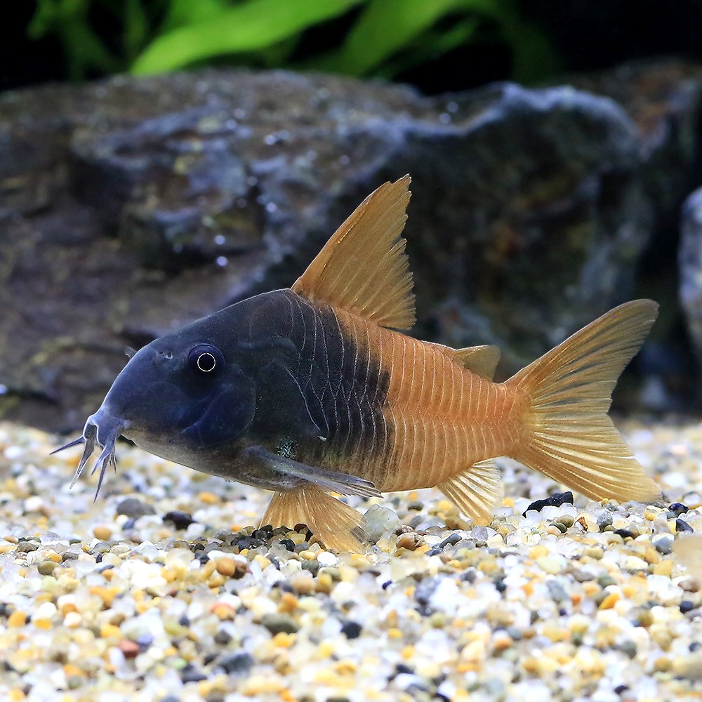 （熱帯魚）コリドラス・ビーコンコロール（ワイルド）（１匹）　北海道・九州航空便要保温　ＣＲＣ13―36―20―00―00