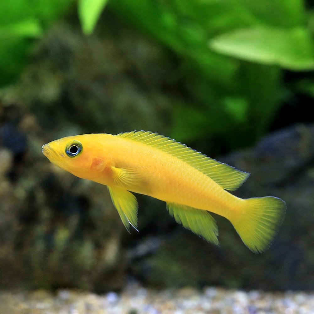 （熱帯魚）ネオランプロローグス・レレウピィ（３匹）　北海道航空便要保温　ＣＲＣ13―28―46―00―00