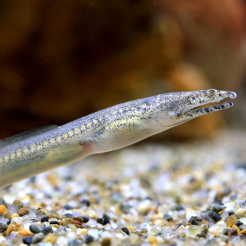 （熱帯魚）カワウミヘビ　インドネシア産（１匹）　北海道・九州航空便要保温　ＣＲＣ13―52―00―00―00
