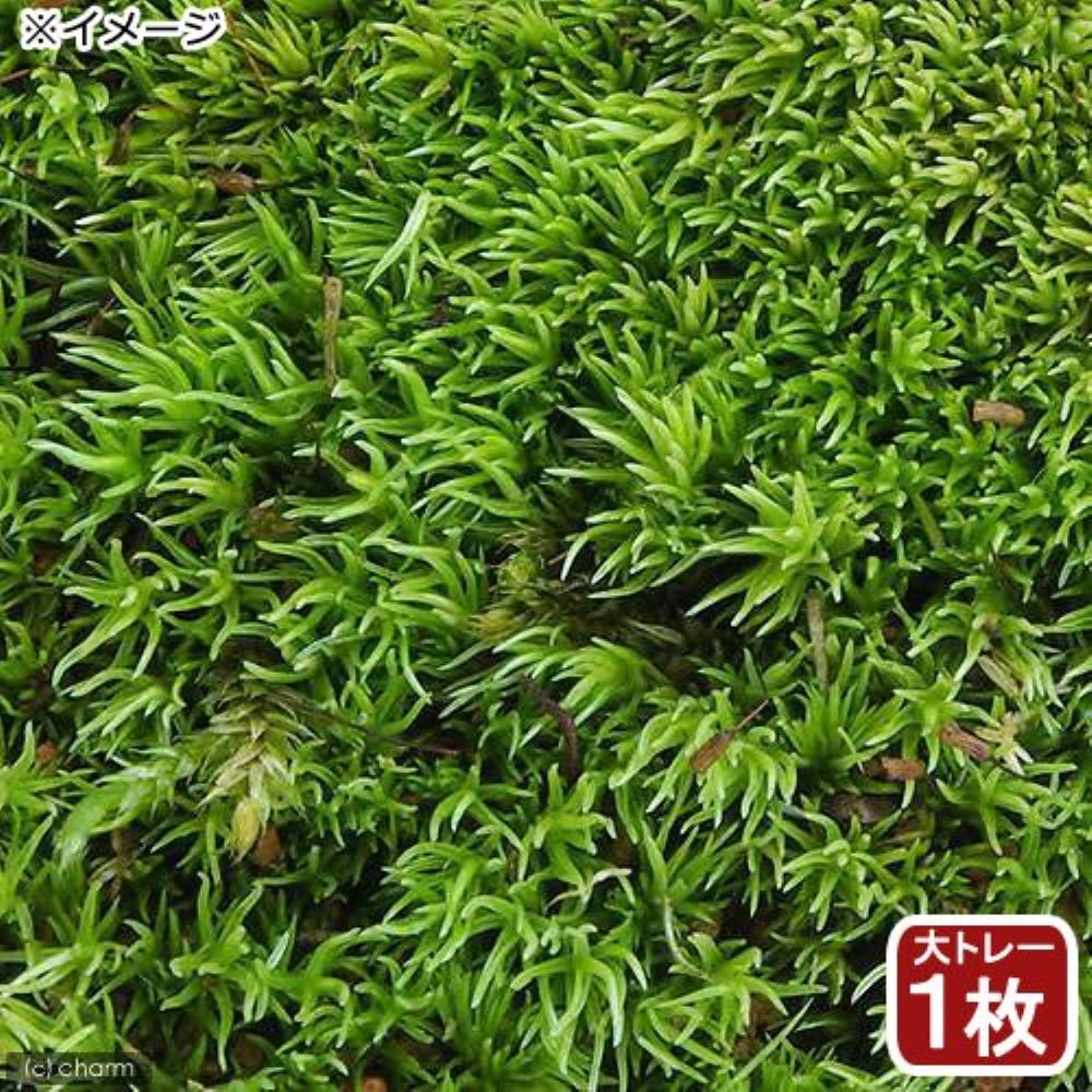 （テラリウム）苔　アラハシラガゴケ（粗葉白髪苔）　大トレー１枚分　４８X３３ｃｍ　ＣＲＣ15―70―20―00―00