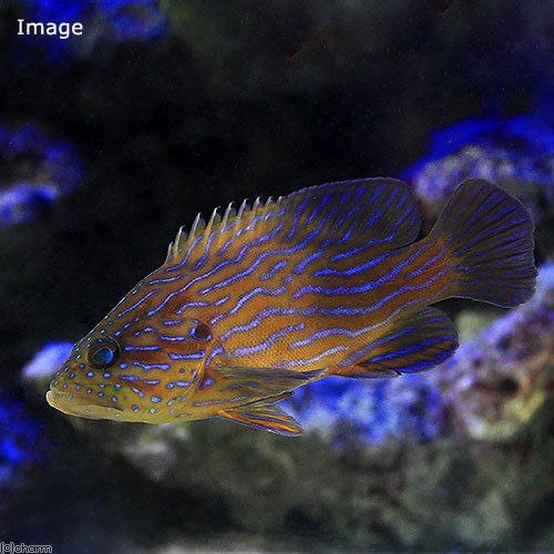 （海水魚）アオスジハタ（１匹）　ＣＲＣ26―30―22―00―00 6,333円