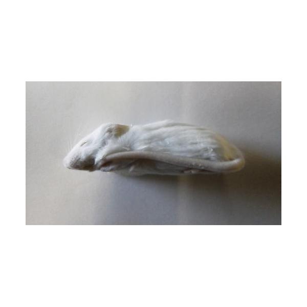 冷凍ホッパーマウス (約6cm) 20匹入り【クール便発送】 両生類 猛禽類 爬虫類 肉食 肉 ヘビ トカゲ マウス ネズミ ラット 鼠 ねずみ エサ 餌 フード