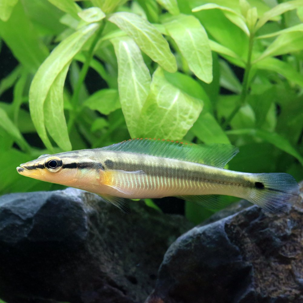 （熱帯魚）クレニキクラ・ゼブリナ　コロンビア（ワイルド）（１匹）　北海道・九州航空便要保温　ＣＲＣ13―28―22―99―00