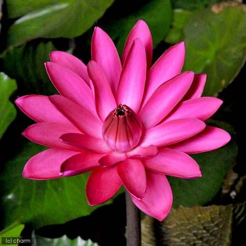 （ビオトープ）睡蓮　熱帯性睡蓮（スイレン）夜咲き（赤）　アンタレス（１ポット）（休眠株）　ＣＲＣ15―10―23―55―00