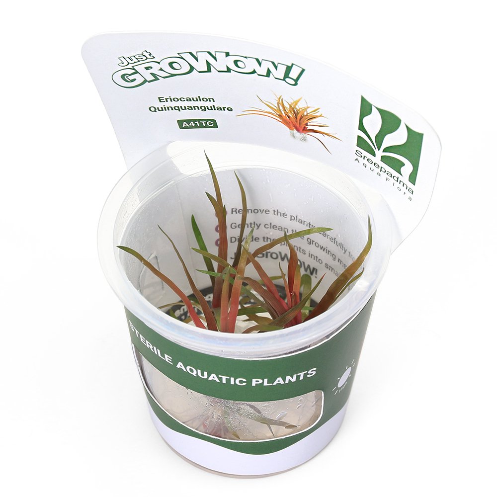 （水草）組織培養ＧＲＯＷＯＷ！　ホシクサ　キングクリムゾン（無農薬）（１カップ）　ＣＲＣ12―50―60―00―00