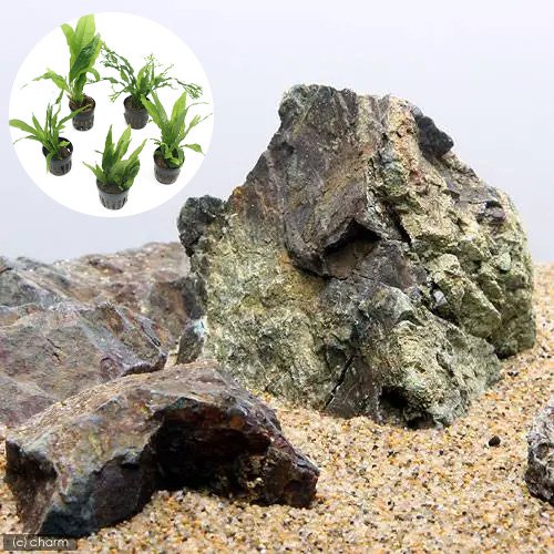 （水草）レイアウト素材水草セットＶｅｒ．風山石（おまかせミクロソリウム　３種）（１セット）　ＣＲＣ12―23―30―00―00