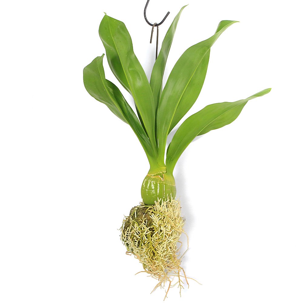 （観葉植物）もじゃマトフィラム（グラマトフィラム）　吊るし　（１個）　ＣＲＣ15―20―10―01―00