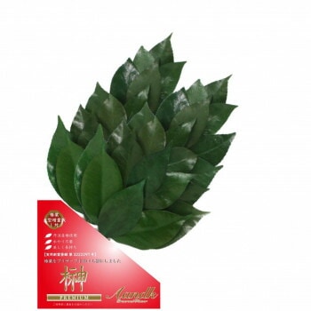 A＆K 日本製プリザーブド プレミアム榊 丹波産高級椿葉使用 Mサイズ（ボリュームタイプ） 一対 C-007MVP