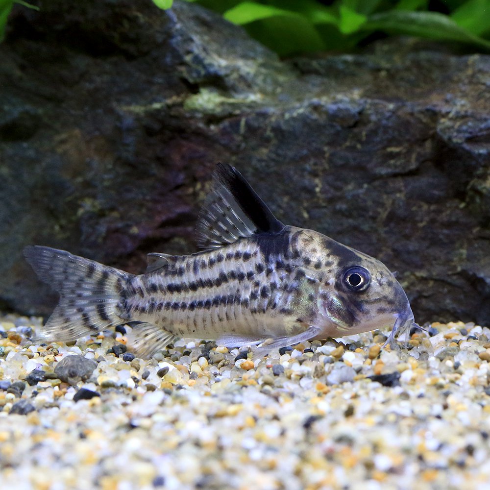 （熱帯魚）コリドラス・トカンチンスシュワルツィ（ワイルド）（１匹）　北海道・九州航空便要保温　ＣＲＣ13―36―20―00―00
