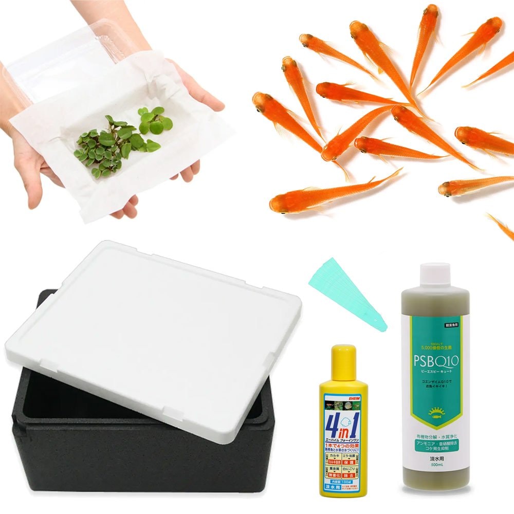 （めだか）（水草）私の小さなアクアリウム　楊貴妃メダカと発泡スチロール（黒）で飼育セット　ネームプレートのおまけ付　説明書付き　本州四国限定　ＣＲＣ60―43―20―20―00