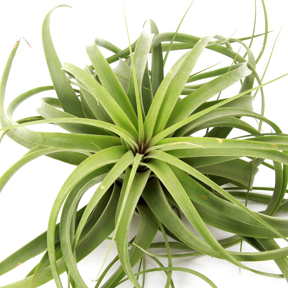 （観葉植物）エアープランツ　コンコロールXストレプトフィラ（１個）　ＣＲＣ15―50―10―00―00