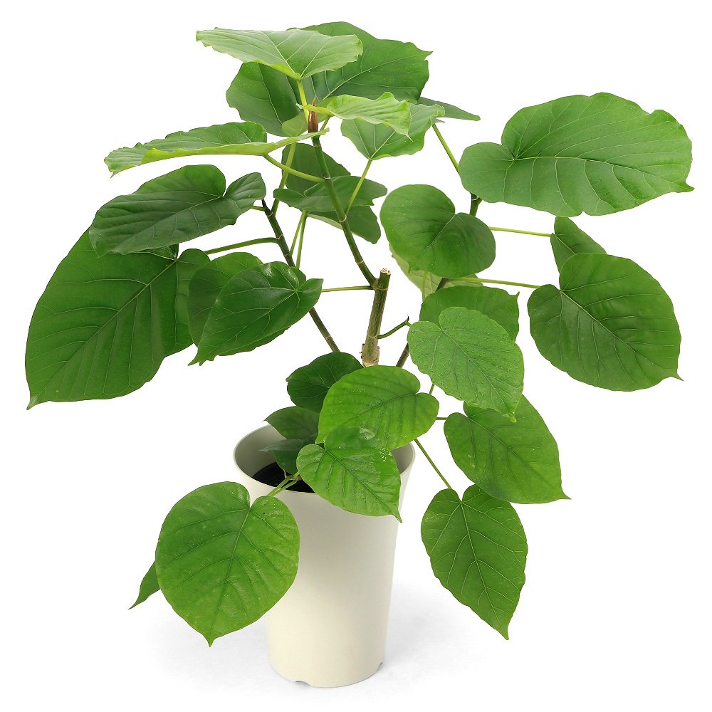 （観葉植物）フィカス　ウンベラータ　６号（１鉢）　ＣＲＣ15―30―10―25―00 4,817円