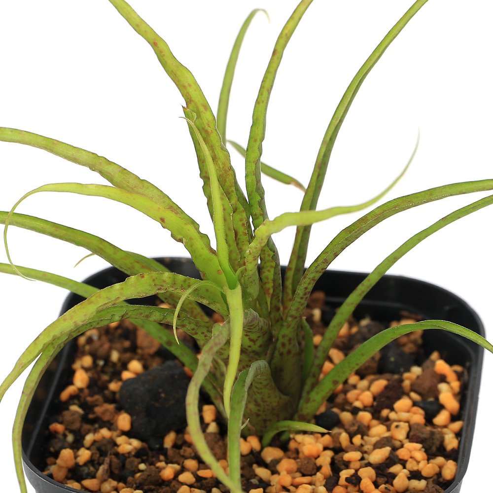 （観葉植物）ラシナエア　クリスパ　’ブラックフォーム’（１株）　ＣＲＣ15―30―20―22―00