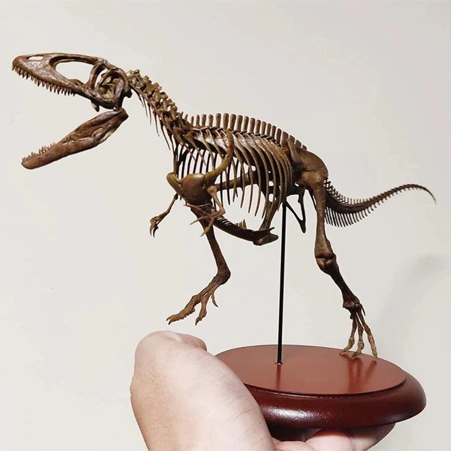 VWUVWU 1 サイズ 135 サイズ カルカロドントサウルス 恐竜 絶滅 古生物 化石 リアル 骨格 フィギュア プラモデル 科学 模型 プレゼント プレミアム 台座付き