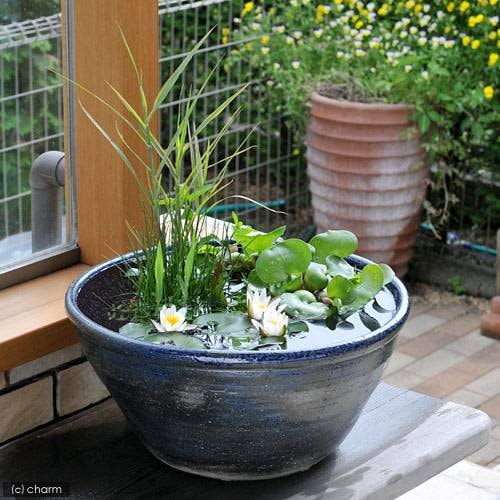 （ビオトープ）（めだか）益子焼　彩　古信楽　青　小碗型　ビオトープセット（姫スイレン　白　ヒメダカ）（説明書付）　本州四国限定　ＣＲＣ15―10―15―25―10