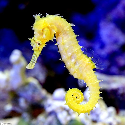（海水魚）ゼブラスナウトシーホース（ブリード）（１匹）　北海道航空便要保温　ＣＲＣ26―30―40―10―00