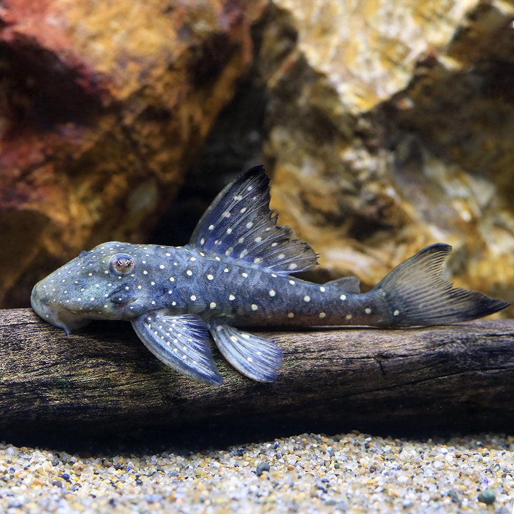（熱帯魚）ブラックファントム・プレコ（ワイルド）（１匹）　北海道・九州航空便要保温　ＣＲＣ13―44―40―00―00