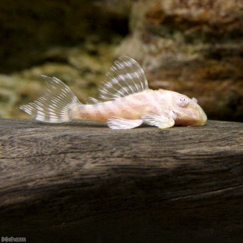 （熱帯魚）アルビノゴールデンキングロイヤル・ペコルティア（ブリード）（１匹）　北海道・九州航空便要保温　ＣＲＣ13―44―20―00―00